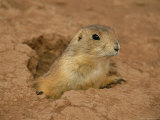 Close View of a Prairie Dog Emerging from its Den