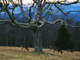 A Group of White-Tailed Deer Grazing under an Old Oak Tree