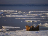 A Trio of Atlantic Walruses Bask on the Pack Ice of Svalbard