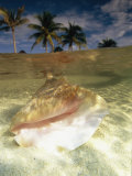 A Conch Shell Rests Beneath the Clear Waters of the Gulf of Mexico