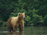 A Brown Bear Standing in Water