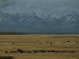 Herder Moves her Cattle Beneath the Khoridol Saridag Mountains