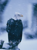 Wind Ruffles the Feathers of an American Bald Eagle