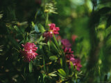 Close View of a Blooming Rhododendron