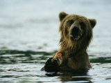A Brown Bear Eating a Freshly Caught Salmon
