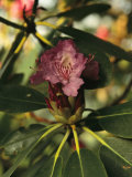 Close View of a Blooming Rhododendron