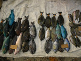 An Array of Fish are Spread out for Sale on a White Cloth