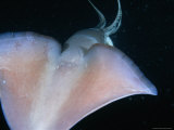 Dorsal View of a Giant Or Humboldt Squid at Night