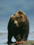 A Brown Bear Eating a Freshly Caught Salmon