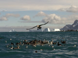 Southern Giant Petrels Feed in Cooper Bay