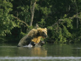 A Brown Bear Leaping in Water While Hunting Salmon