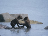 Brown Bear Cubs Playing on a Rocky Shore