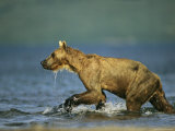 A Wet Brown Bear Walking in Water