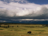 Clouds Hover over a Free-Roaming Bison on the National Bison Range