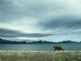 A Brown Bear Walking Along a Shoreline under a Cloudy Sky