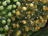 Newly Laid Green Eggs