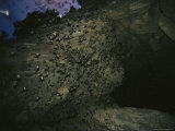 Thousands of Wrinkled-Lipped Bats Exiting a Cave at Dusk