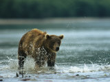 A Brown Bear Splashing Through Water While Hunting for Salmon