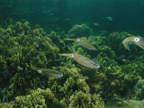 Caribbean Reef Squid Swimming over a Grouping of Stinging Fire Coral