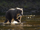 A Brown Bear with a Freshly Caught Salmon