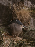 A Black-Crowned Night Heron Nesting on a Rock Outcrop