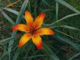 Close View of a Kamchatka Lily Bloom