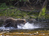 An Alaskan Brown Bear Fishes for Salmon