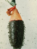 Close-up of Female Anopheles Mosquitoes Attacking a Bag of Warm Blood at Feeding Time