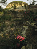 View of the Pinnacle of Pilot Mountain with Blooming Rhododendron