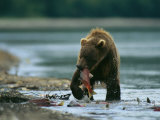 A Brown Bear with a Freshly Caught Salmon in its Mouth