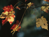 Pine Needles Caught on an Autumn-Colored Maple Leaf