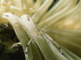 A Close-up of a Sea Anemone in the Red Sea  Egypt