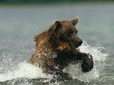 A Brown Bear Splashing Through Water While Hunting Salmon
