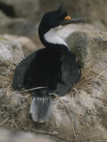 A Nesting Blue-Eyed Comorant