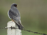 A Red-Footed Falcon Perches on a Fence Post  Falco Vespertinus