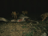 Asian Wild Dogs or Dholes (Cuon Alpinus) Prey on a Sambar Deer in Khao Yai National Park  Thailand