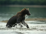 A Brown Bear Splashing Through Water While Hunting Salmon