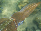 Male Caribbean Reef Squid Turns its Coppery Side toward a Female