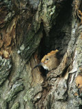 A Hoopoe Peers from a Hole in a Tree