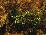Ferns in Autumn Brown Color with Green Mountain Laurel Leaves