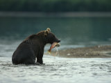 A Brown Bear with a Freshly Caught Salmon in its Mouth