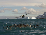 A Group of Giant Petrels in a Feeding Frenzy on the Water