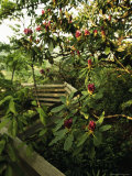 Blooming Rhododendron Along a Trail with Split Rail Fence