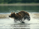 A Brown Bear Splashing Through Water as it Hunts Salmon