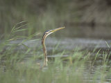 A Purple Heron Swims on a Lake in Turkey  Ardea Purpurea