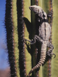 A Spiny Tailed Iguana Climbs a Cardon Cactus on San Esteban Island