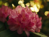 Close View of a Blooming Rhododendron