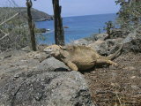 A Marine Iguana Rests on a Rock