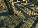 Wooden Observation Deck with Tree Trunk at the Nature Center