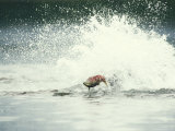 A Salmon Leaping Away from a Brown Bear Pursing It